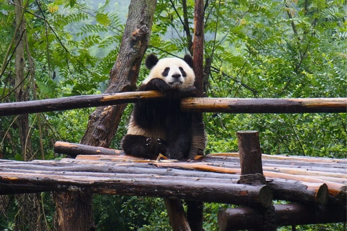 Ruta Panda