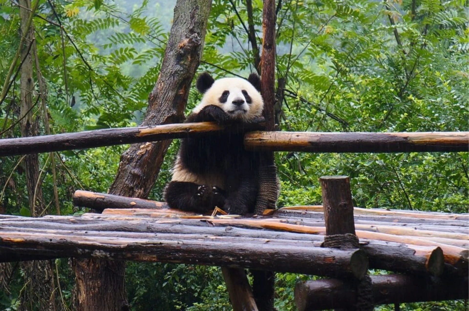 Ruta Panda